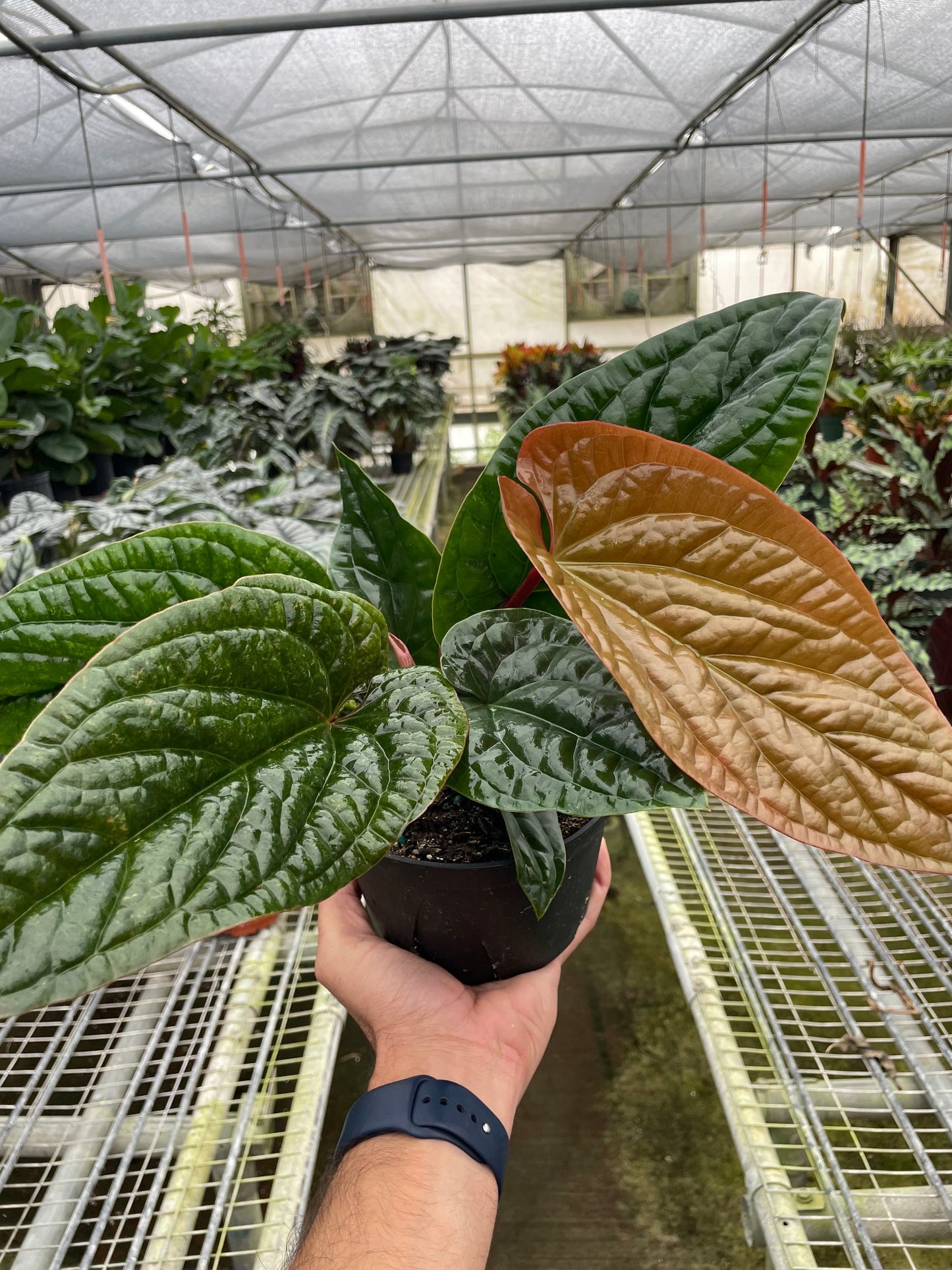 6" Pot - Anthurium 'Radicans x Luxurians'