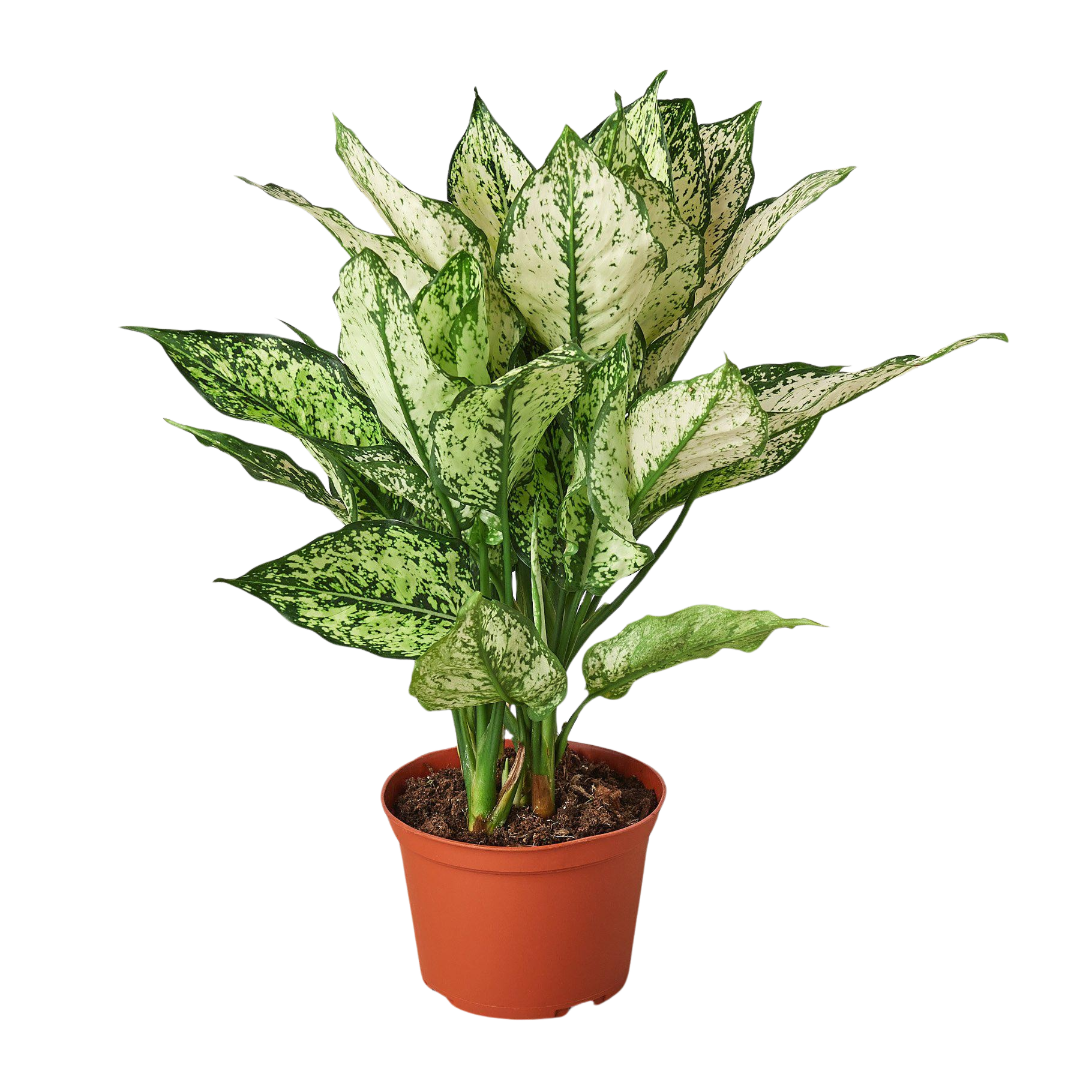 Chinese Evergreen 'First Diamond'