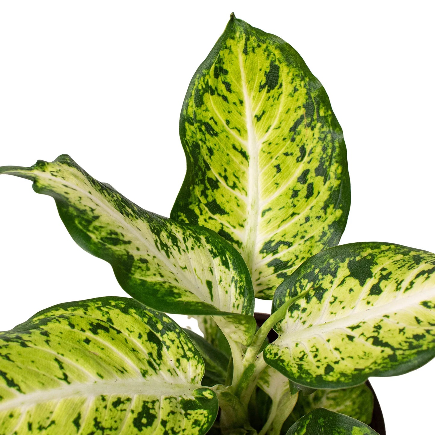 Dieffenbachia 'Amy'