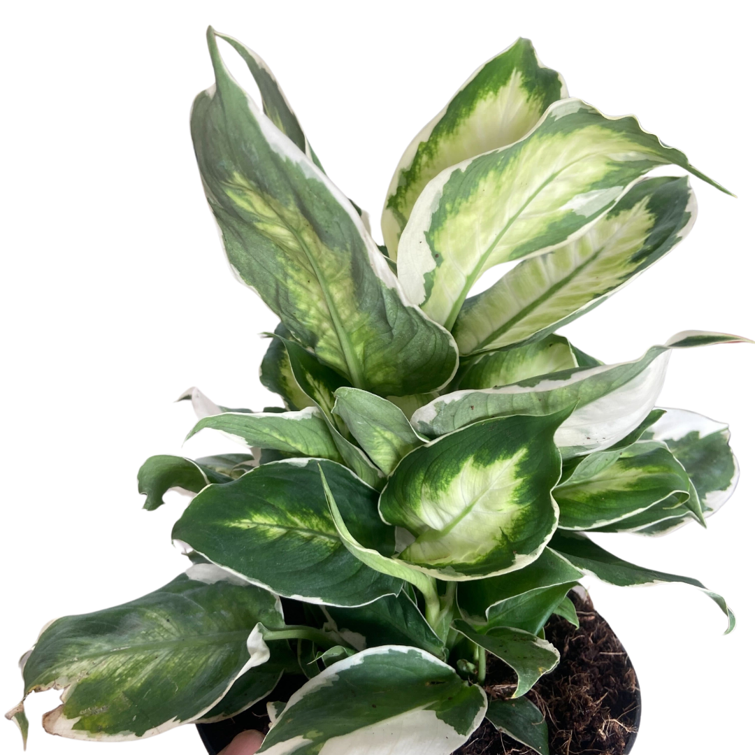 Dieffenbachia 'Cool Beauty'