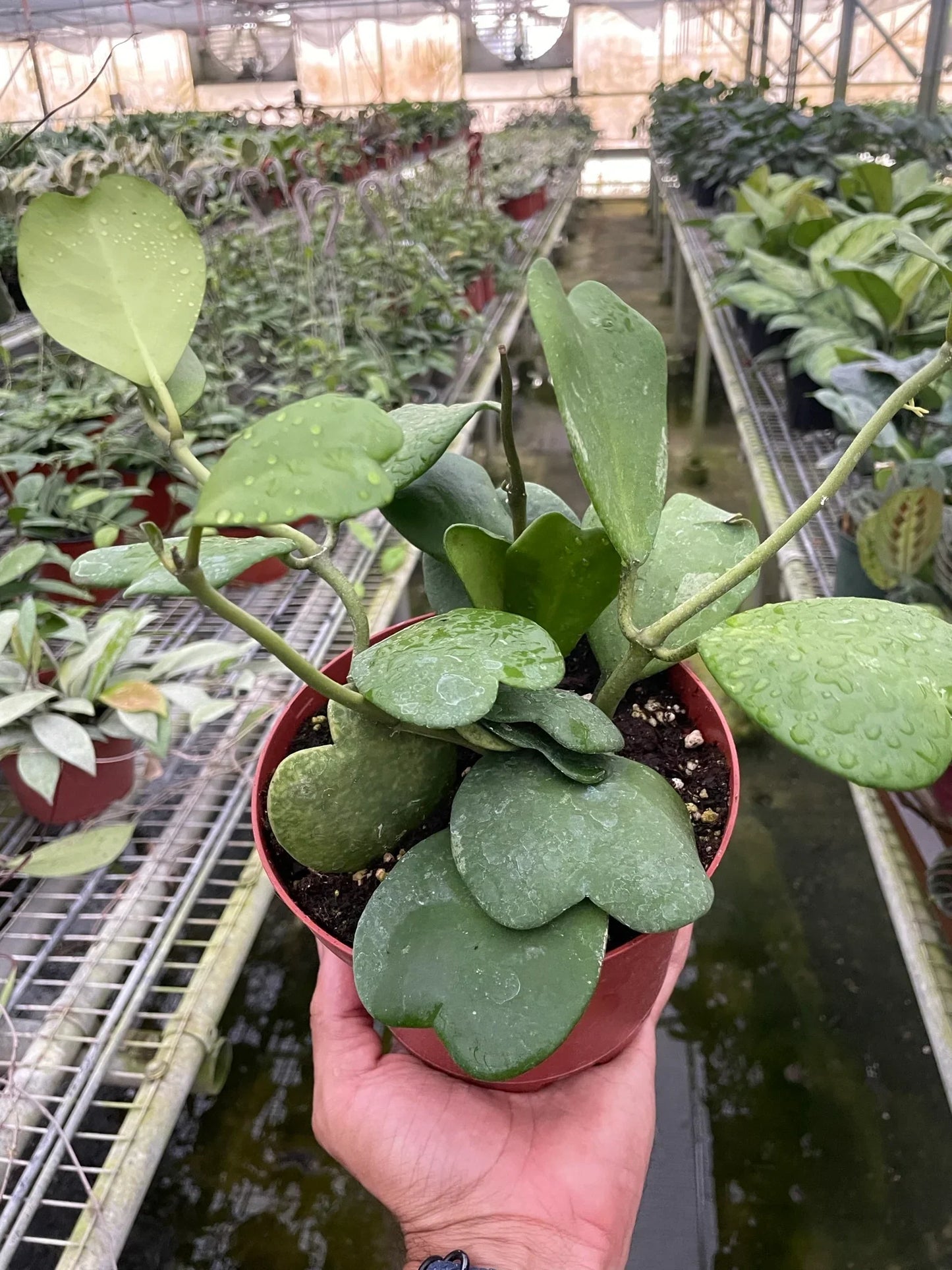 6" Pot / Single - Hoya Sweetheart