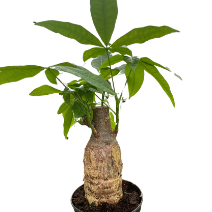 Money Tree 'Guiana Chestnut' Pachira Stump