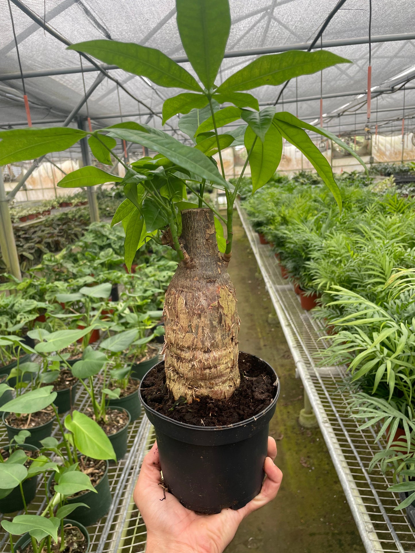 Money Tree 'Guiana Chestnut' Pachira Stump