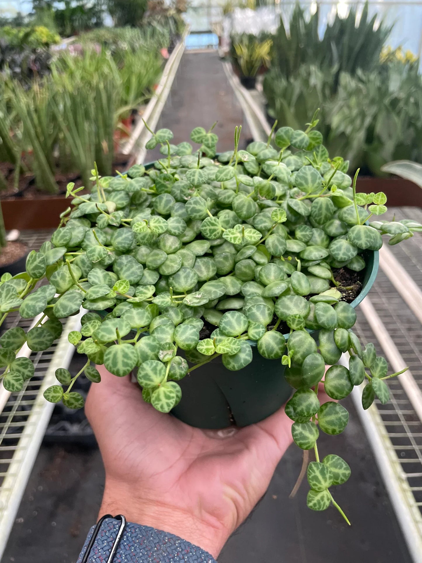 6" Pot - Peperomia Prostrata 'String of Turtles'