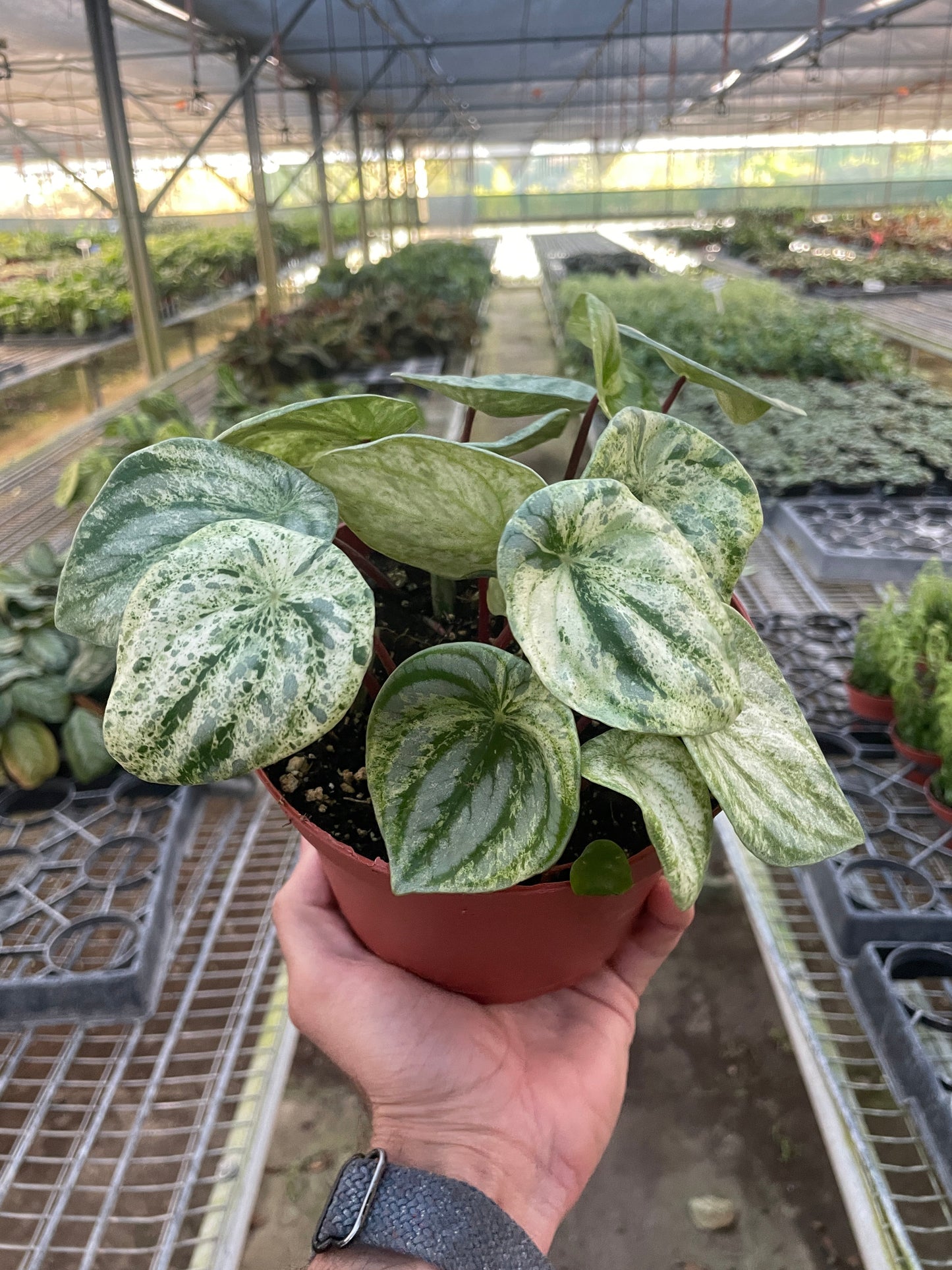 6" Pot - Peperomia 'Watermelon Variegated'