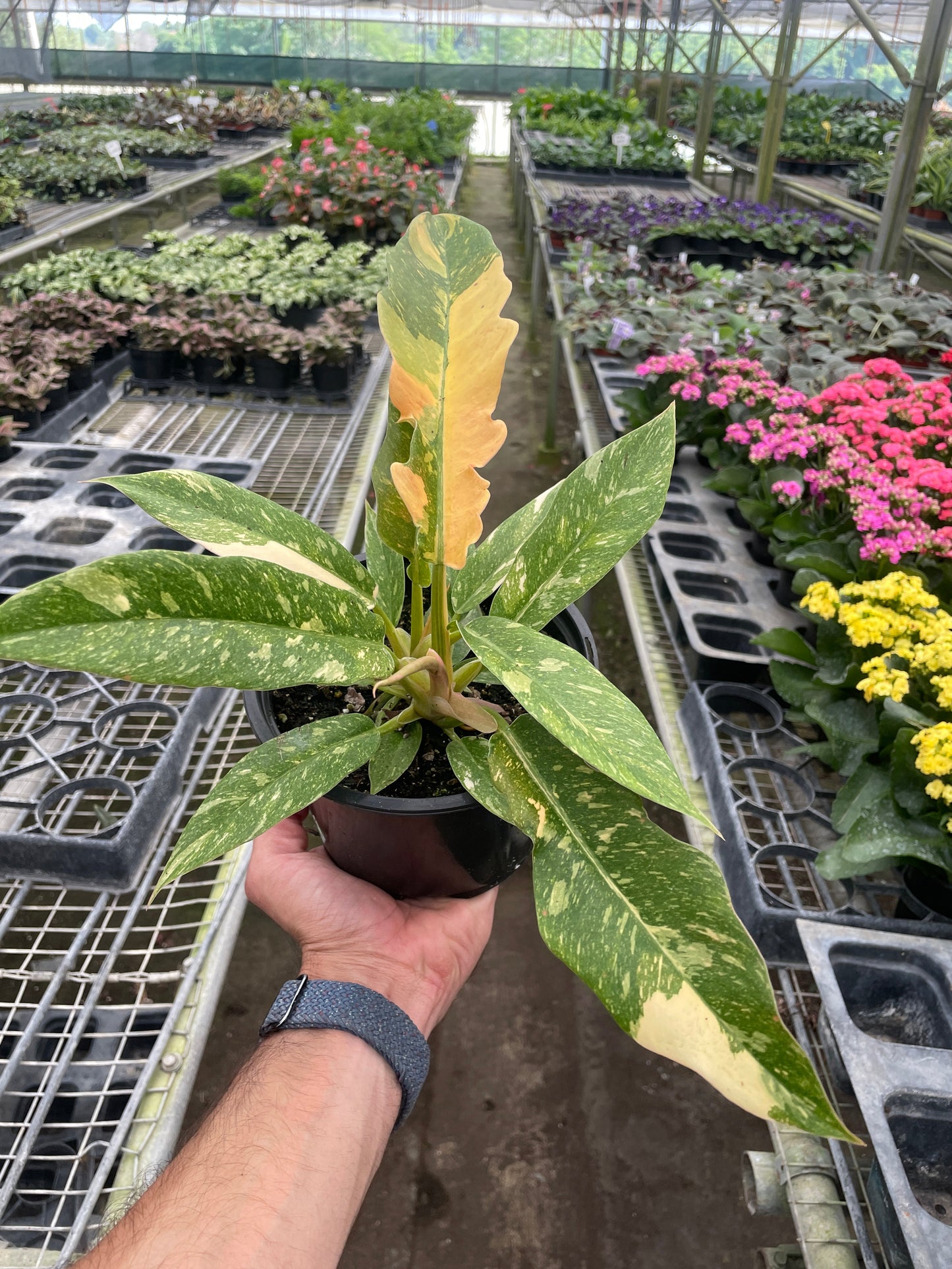 6" Pot - Philodendron Ring of Fire Variegated