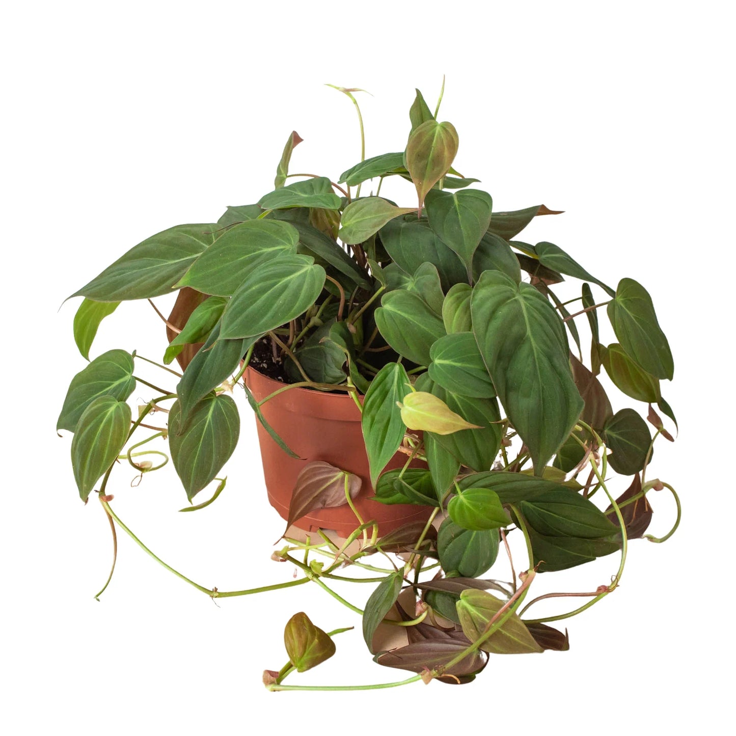 6" Pot / Stick - Philodendron 'Velvet'