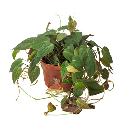 6" Pot / Stick - Philodendron 'Velvet'