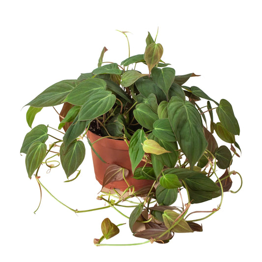 6" Pot / Nursery Pot - Philodendron 'Velvet'