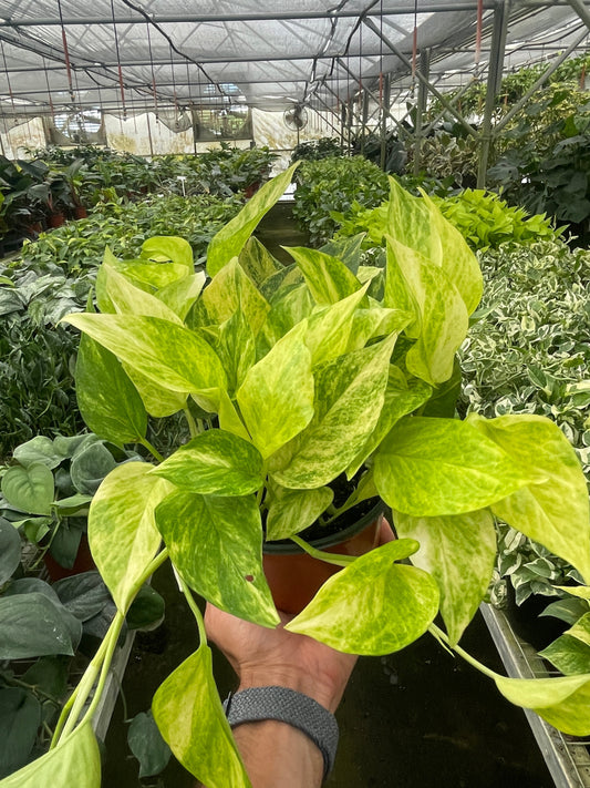 6" Pot - Pothos 'Neon Queen'