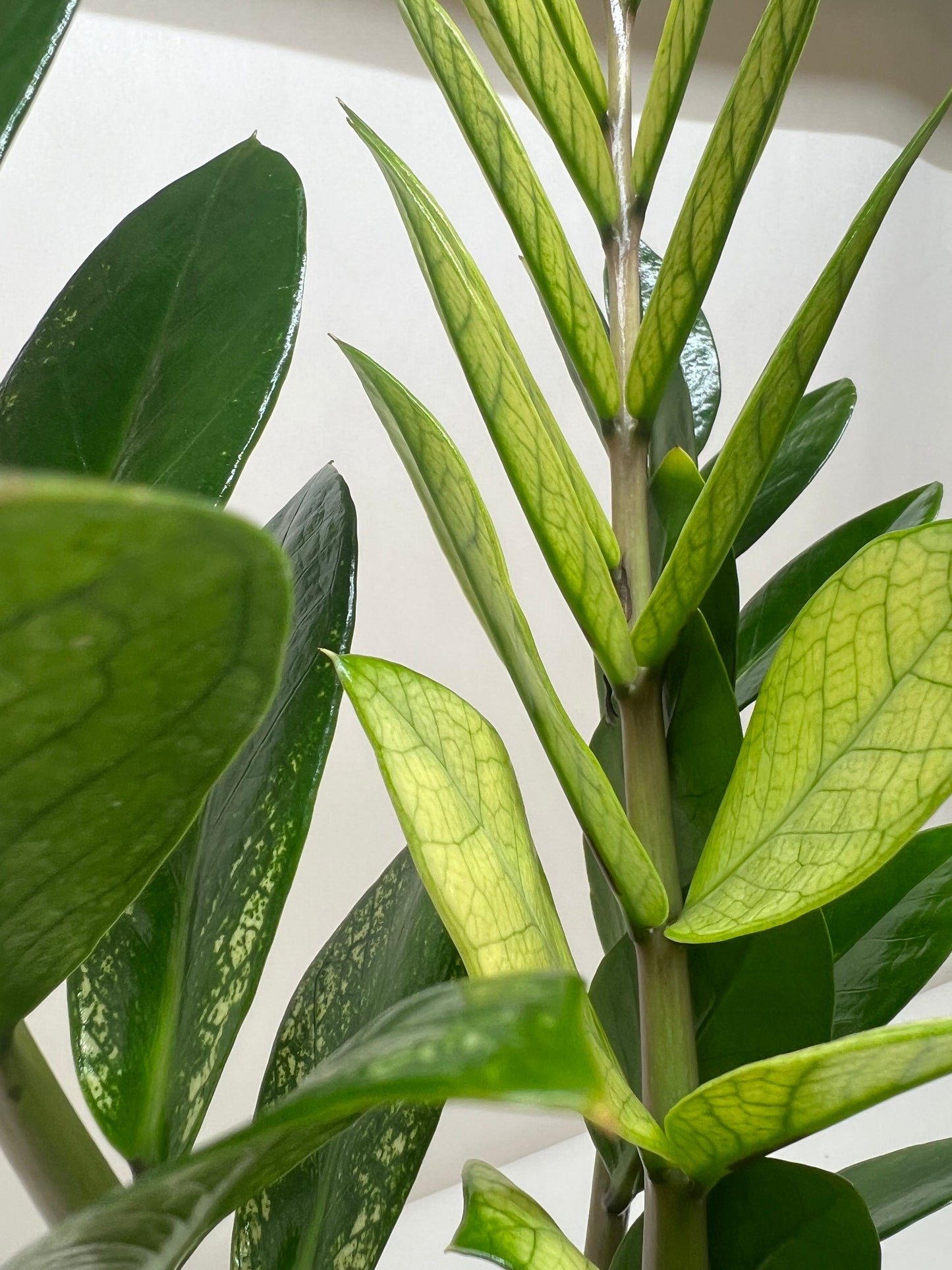 6" Pot - Zamioculcas 'Chameleon'