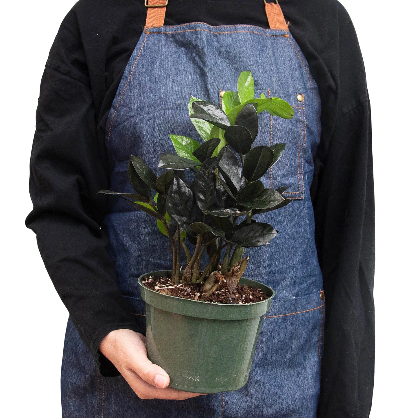 Nursery Pot / 6" Pot - ZZ Zamioculcas 'Black Queen'