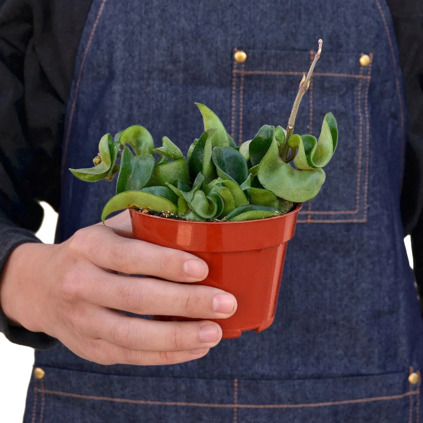 4" Pot / Black Cyclinder - Hoya Rope Plant