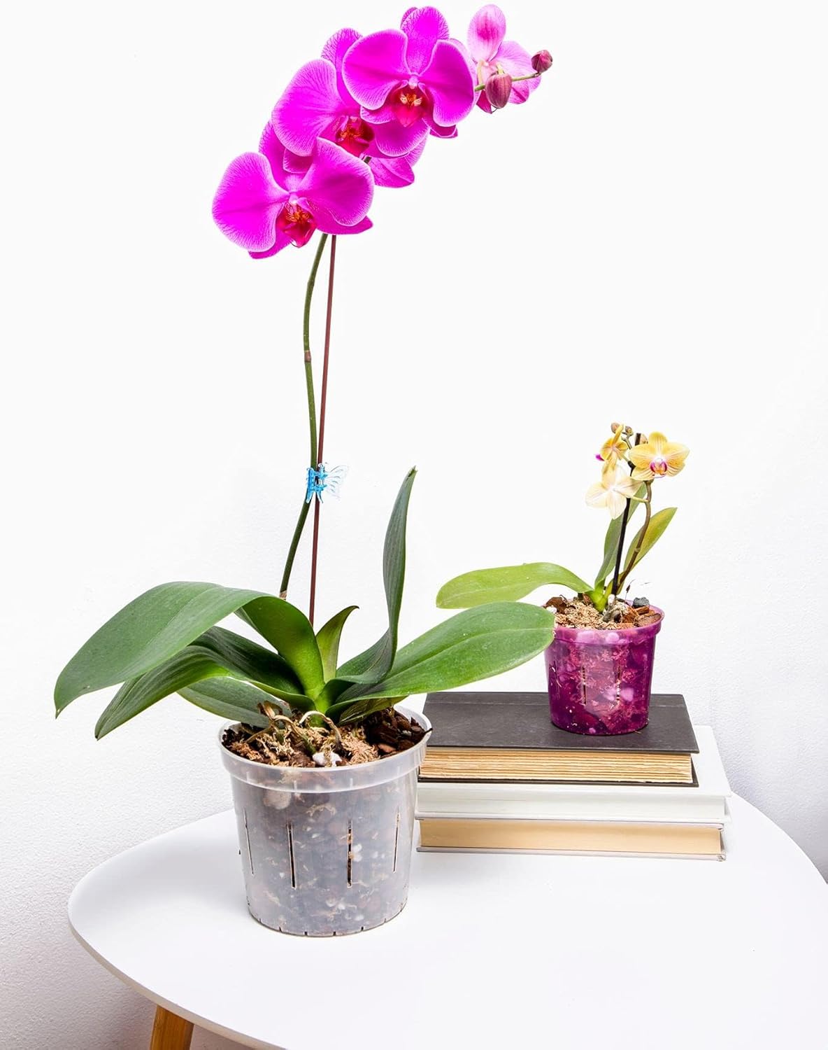 Orchid Potting Mix - Phalaenopsis Monterey Dark Imperial Orchid Potting Mix