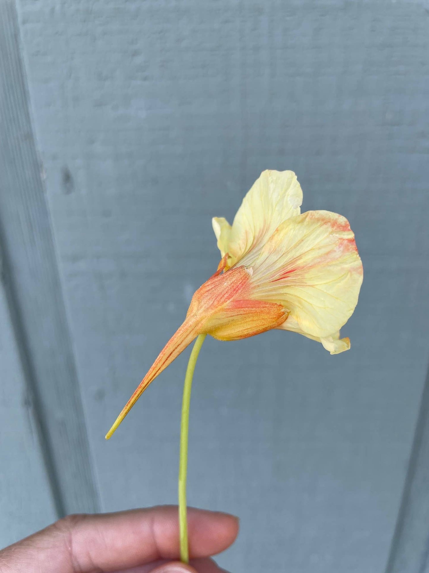 Nasturtium 'Peach Melba' Flower Seeds