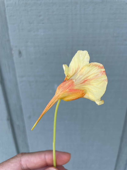 Nasturtium 'Peach Melba' Flower Seeds