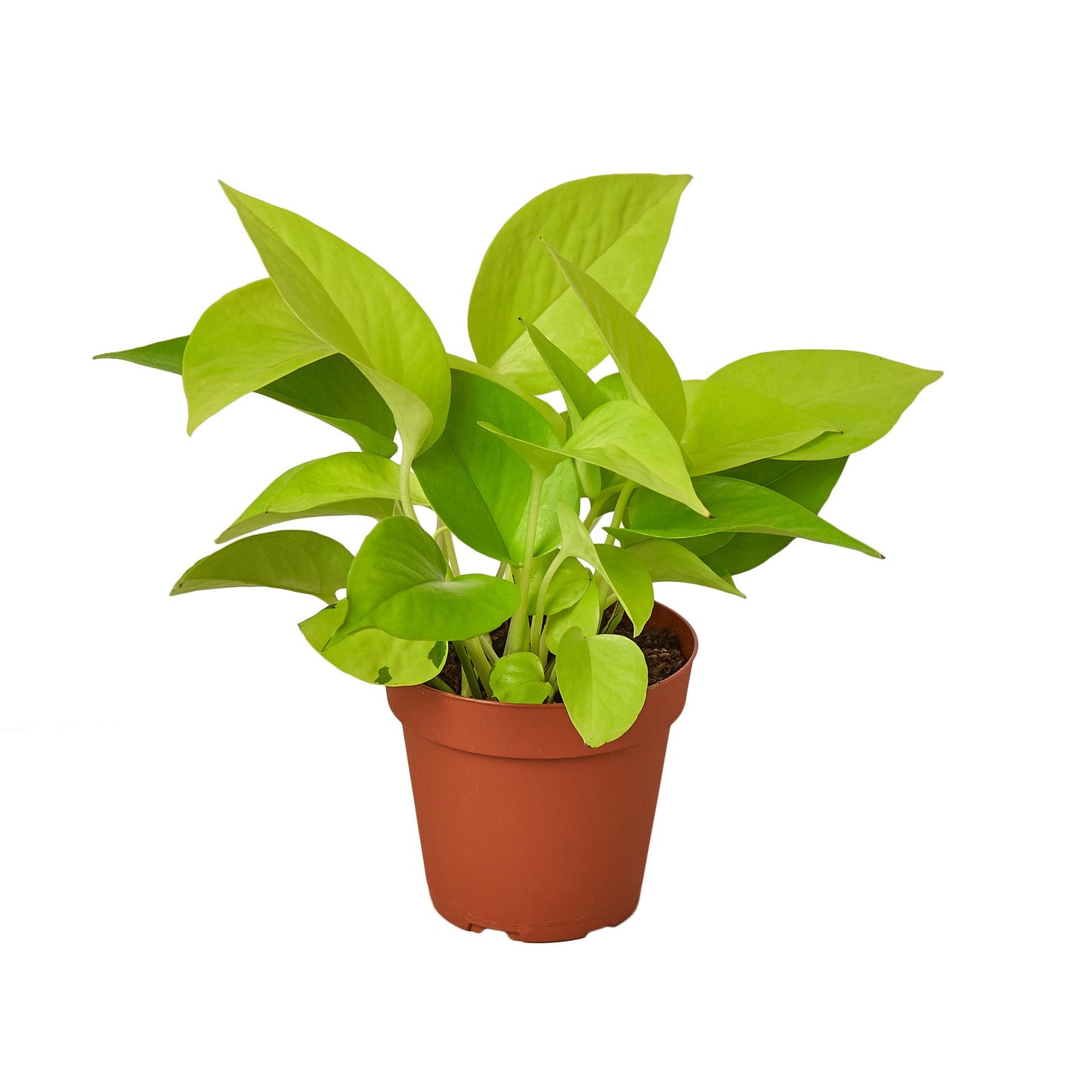 4" Pot - Pothos 'Neon'