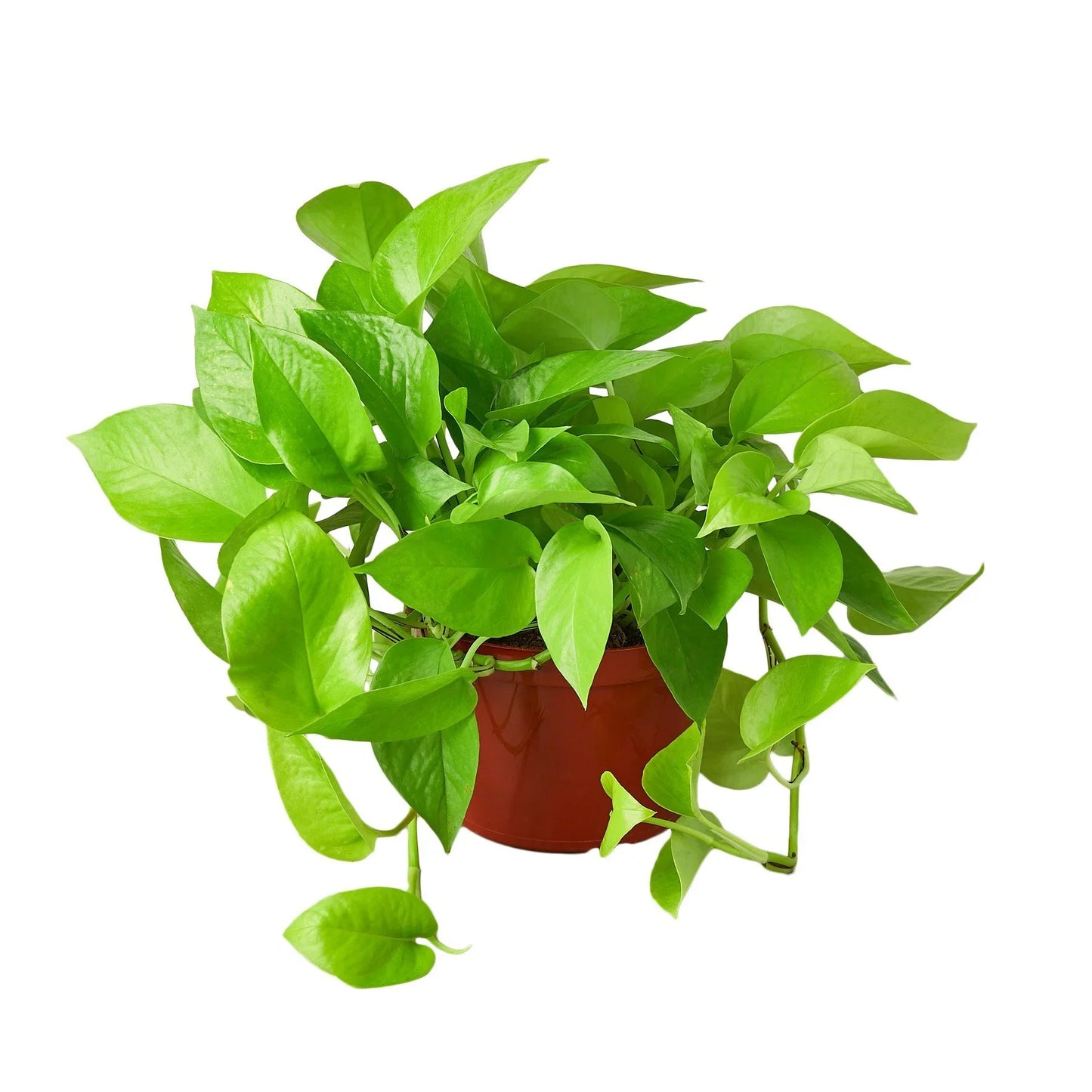 6" Pot - Pothos 'Neon'