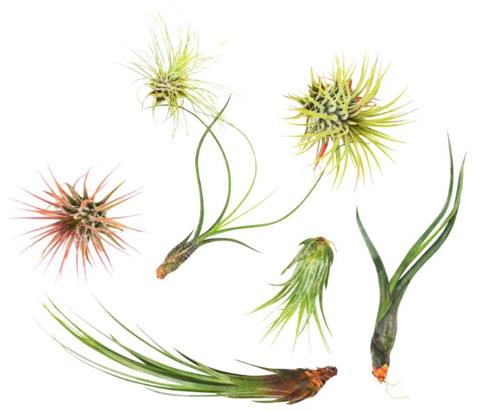 7 Air Plant Variety Pack - Tillandsias