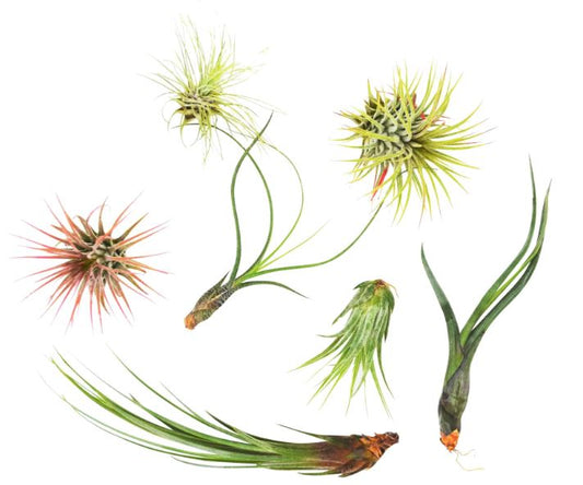 7 Air Plant Variety Pack - Tillandsias