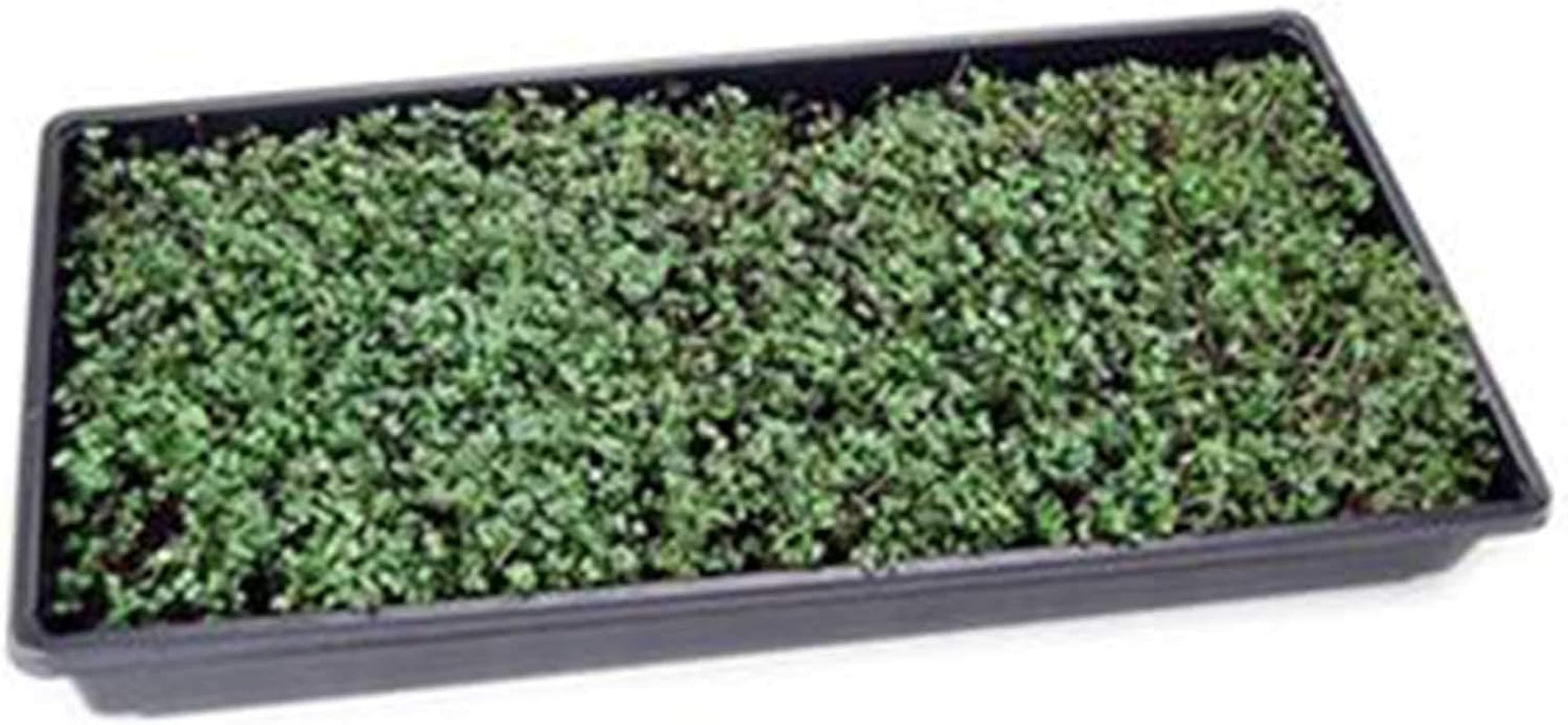 Spicy Micro Salad Mix Microgreens Seeds: 1 Lb - Non-Gmo Seed Blend: Broccoli, Kale, Mustard, Cabbage, Arugula, More