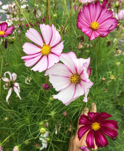 Cosmos Picotee flower with crisp white petals accented by deep pink edges and a golden-yellow center, perfect for pollinator gardens, wildflower meadows, and elegant floral arrangements.
