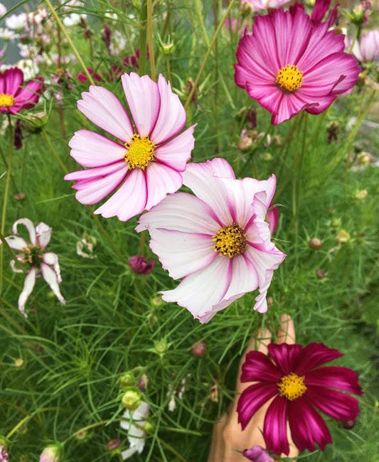 Cosmos Picotee flower with crisp white petals accented by deep pink edges and a golden-yellow center, perfect for pollinator gardens, wildflower meadows, and elegant floral arrangements.