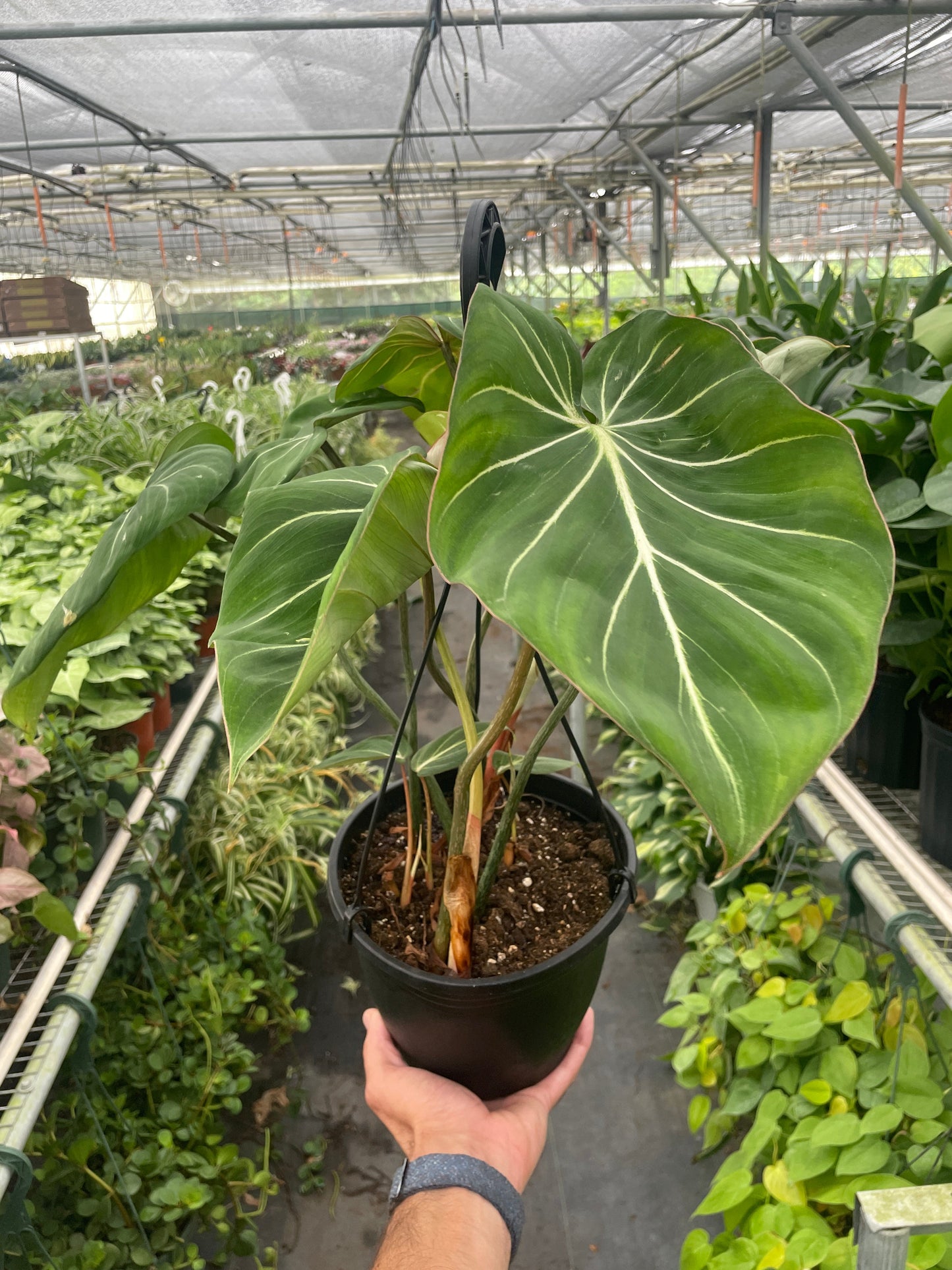 Philodendron Gloriosum