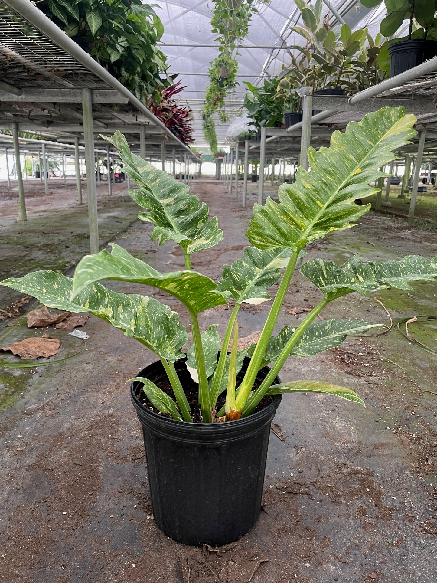 8" Pot - Philodendron Ring of Fire Variegated