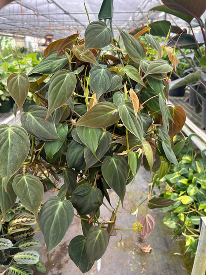 8" Pot / Nursery Pot - Philodendron 'Velvet'