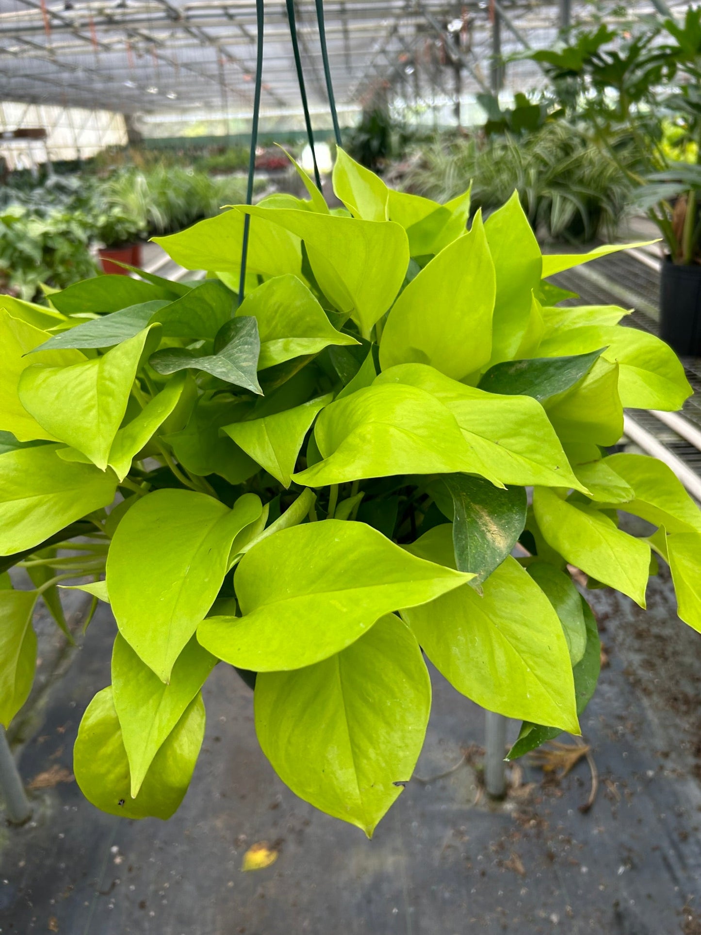 8" Pot - Pothos 'Neon'