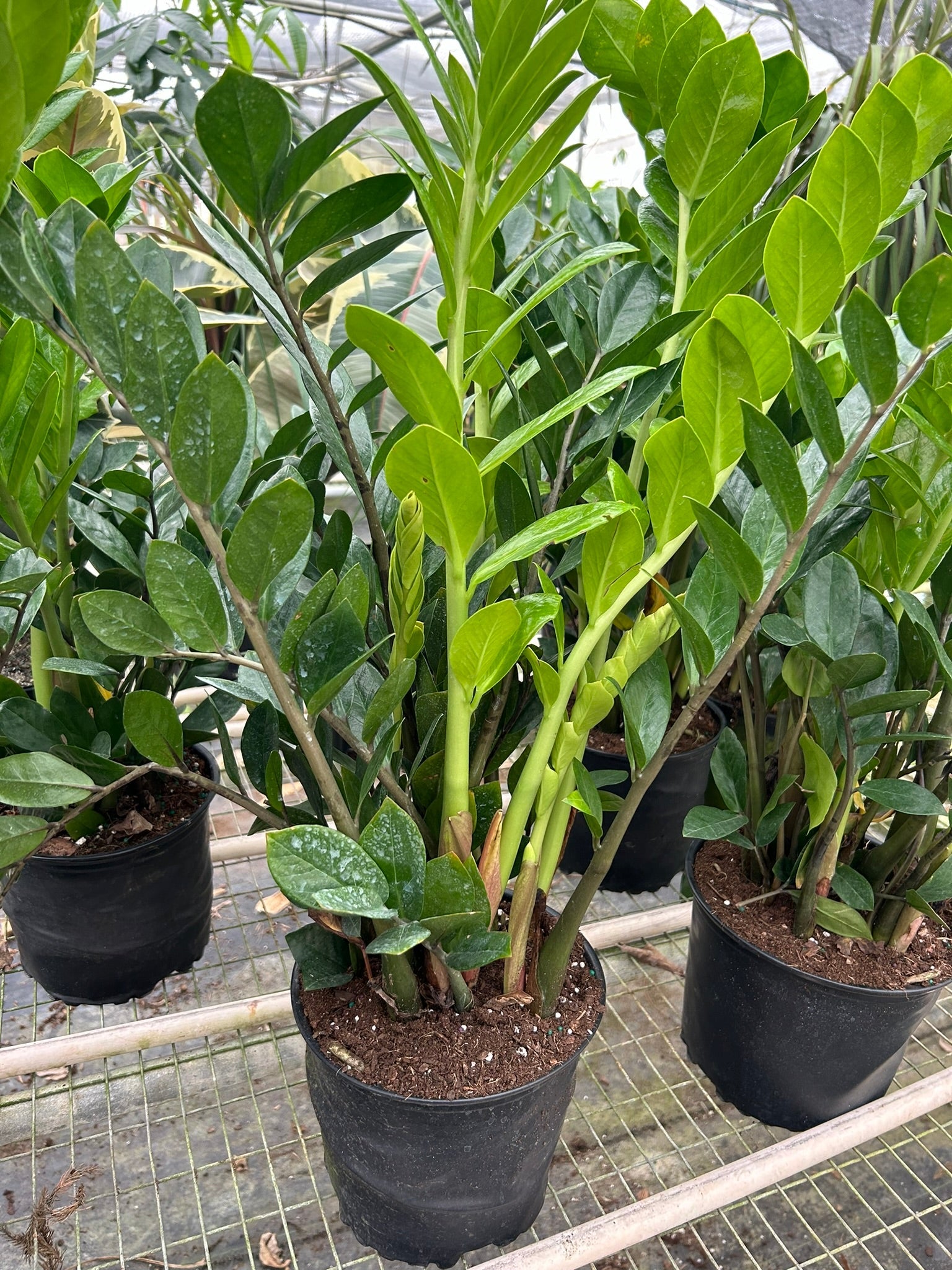 8" Pot / Nursery Pot - Zamioculcas Zamiifolia ZZ