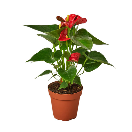 4" Pot / Nursery Pot - Anthurium 'Red'