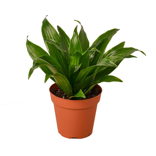 Dracaena "Janet Craig"