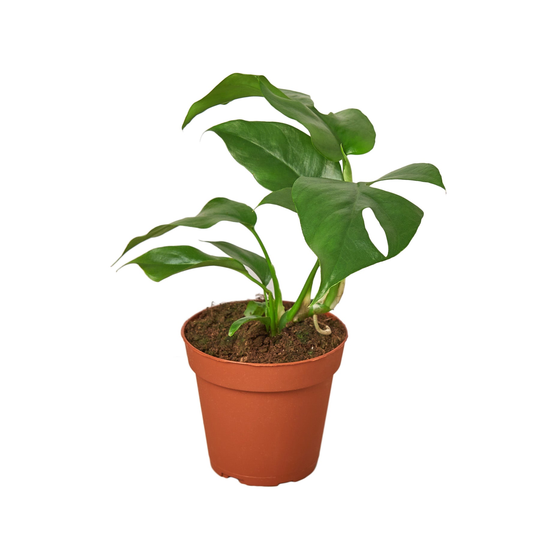 4" Pot / Nursery Pot - Philodendron Mini Monstera Minima