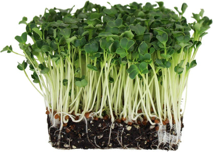 Organic Daikon Radish Sprouting Seeds - 1 Lb Seed Pouch - Non-Gmo, Heirloom Garden, Sprout and Microgreen Growing Seed