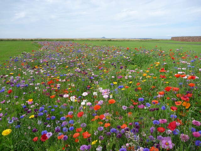 Wildflower Seeds 'Shady Mix', Wildflower Seeds for Shade