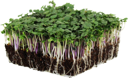 Spicy Micro Salad Mix Microgreens Seeds: 1 Lb - Non-Gmo Seed Blend: Broccoli, Kale, Mustard, Cabbage, Arugula, More