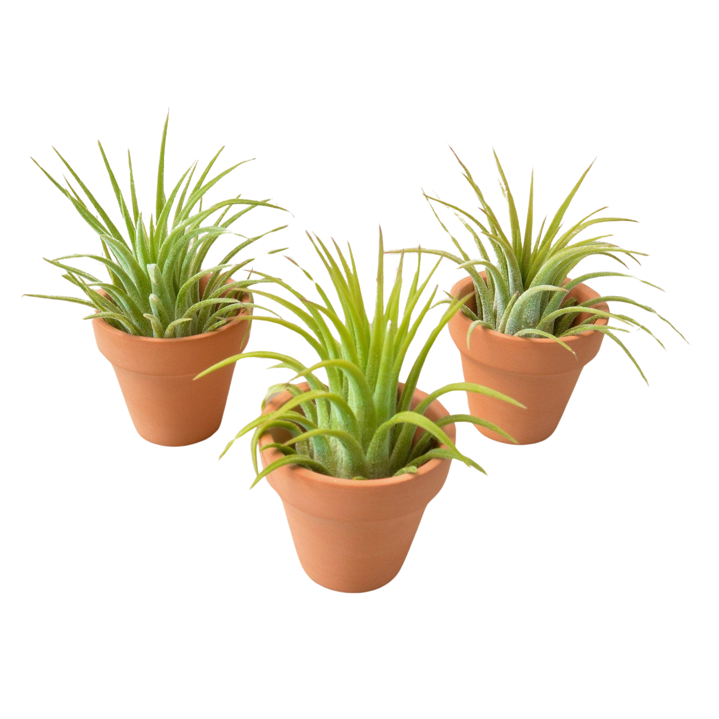 3 Ionantha Air Plants with Mini Terra Cotta Pots