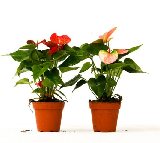 2 Anthurium Variety Pack - 4" Pots