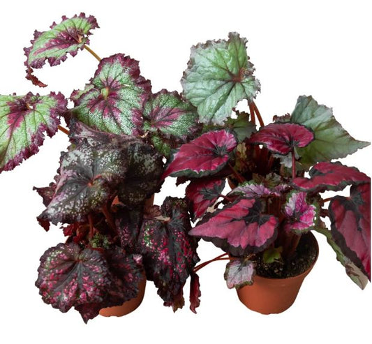 Begonia 'Rex' - 4 Pack Variety