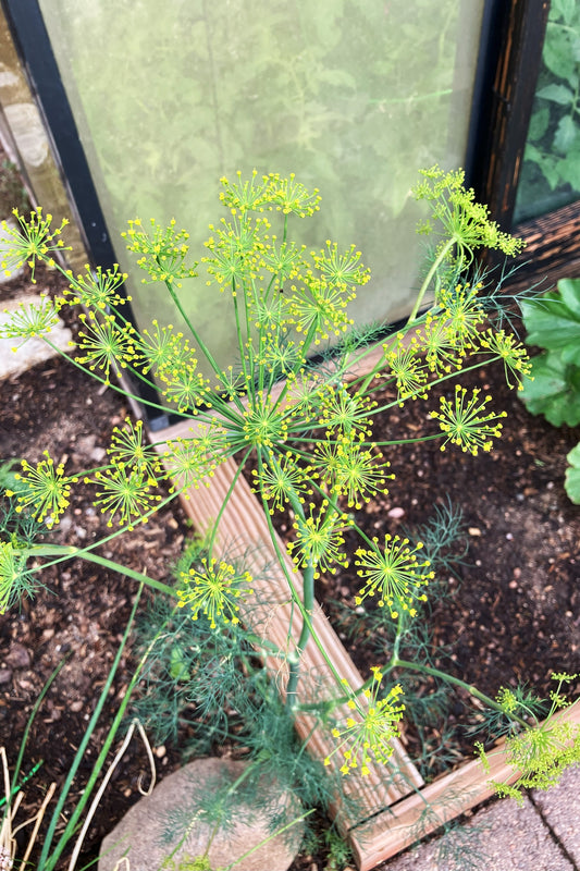 Grow Fresh Flavor: Dill Seeds for Your Garden and Kitchen