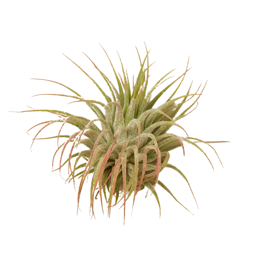 Tillandsia Air Plant Ionantha Guatemala