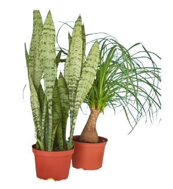 2 - 6" Indoor Plants Premium Subscription box