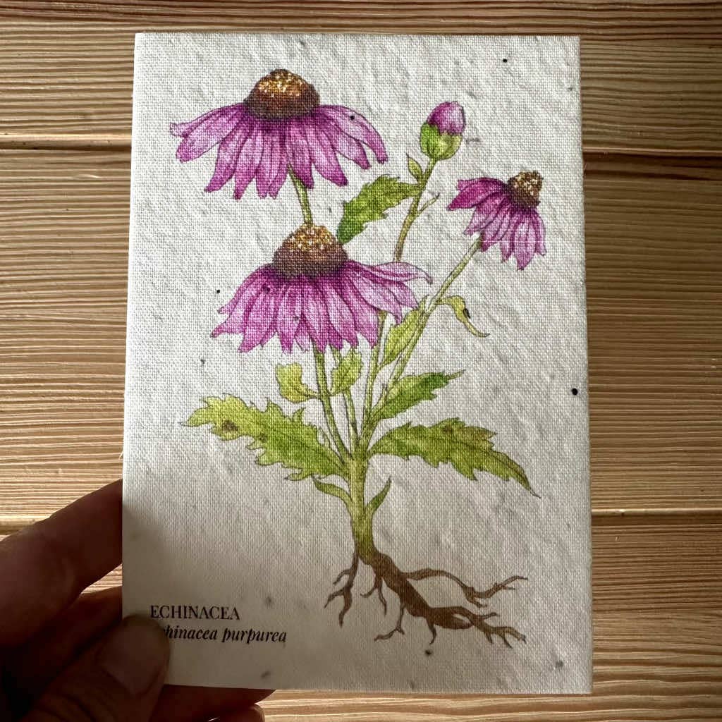 Eco-Friendly Echinacea Seed Paper Greeting Card – Plantable & Sustainable Gift