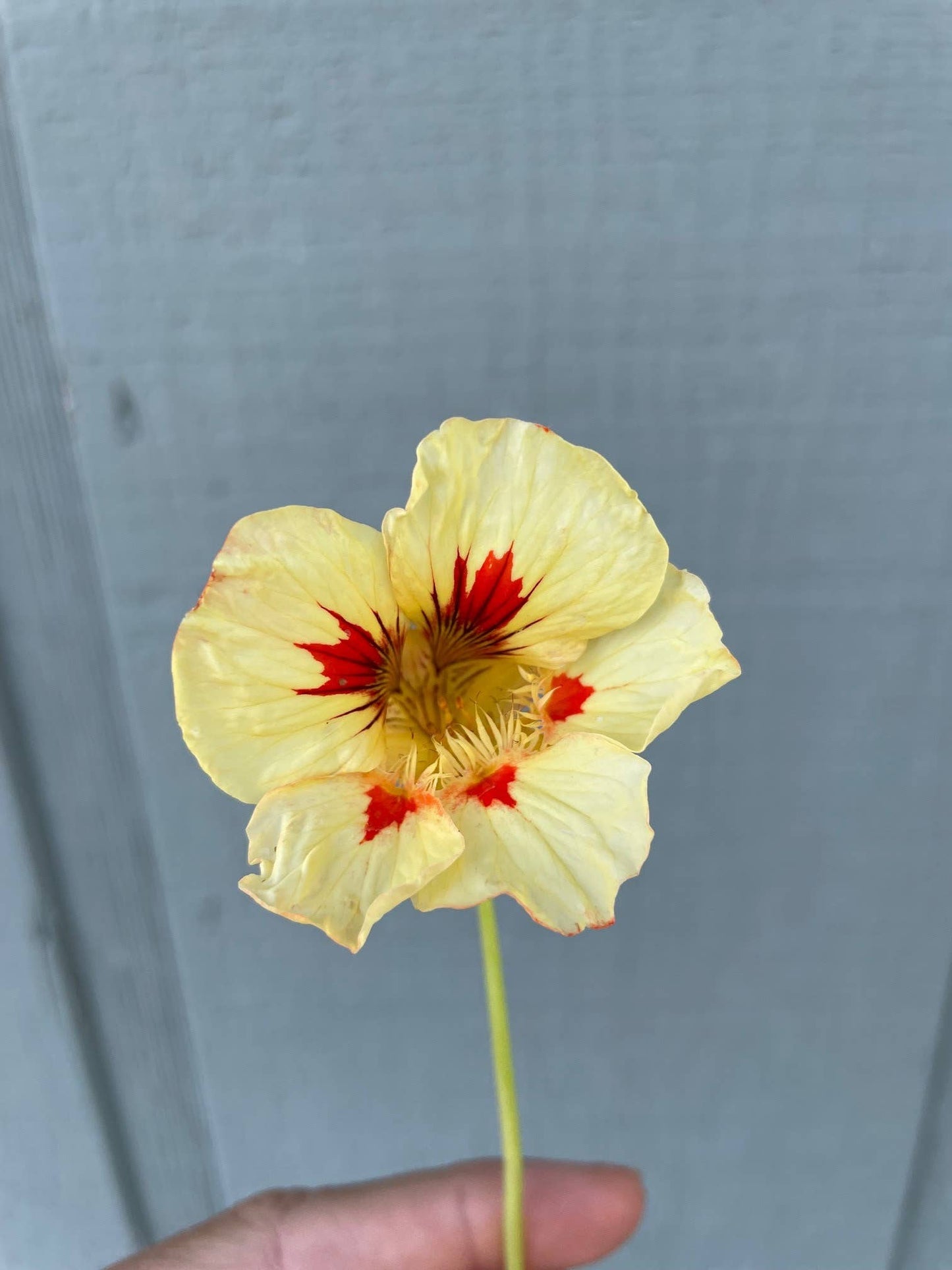 Nasturtium 'Peach Melba' Flower Seeds