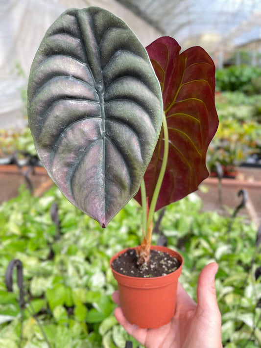 4" Pot - Alocasia 'Red Secret'