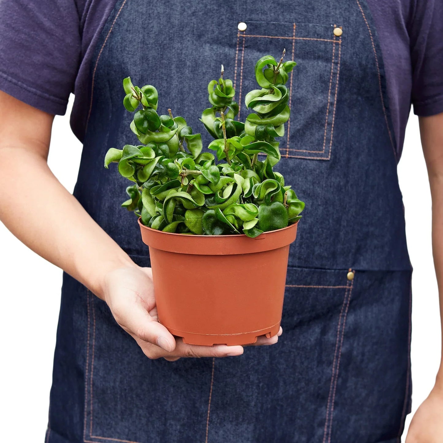 6" Pot / Terra Cotta - Hoya Rope Plant