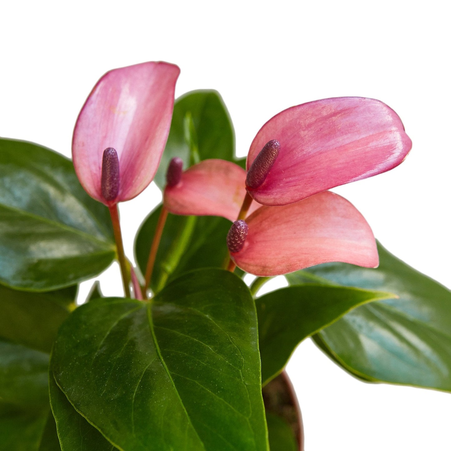 6" Pot - Anthurium 'Purple'