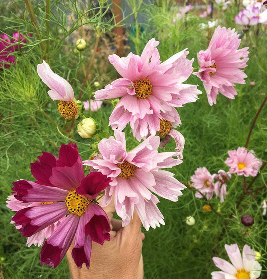 Cosmos Seashell flower with fluted, tubular petals in shades of pink and white, perfect for pollinator-friendly gardens, wildflower meadows, and cut flower arrangements